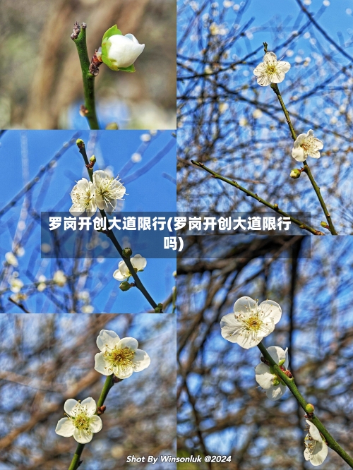罗岗开创大道限行(罗岗开创大道限行吗)